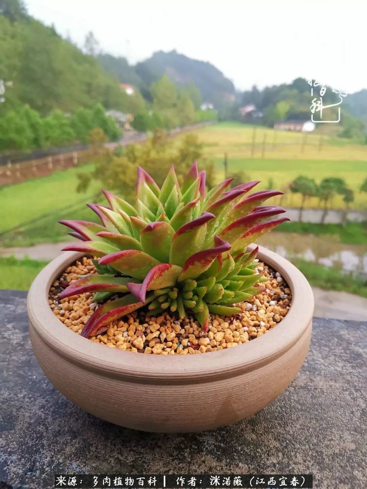 [多肉植物百科]夏季已过，秋日说说渡劫后的那些肉坚强们！