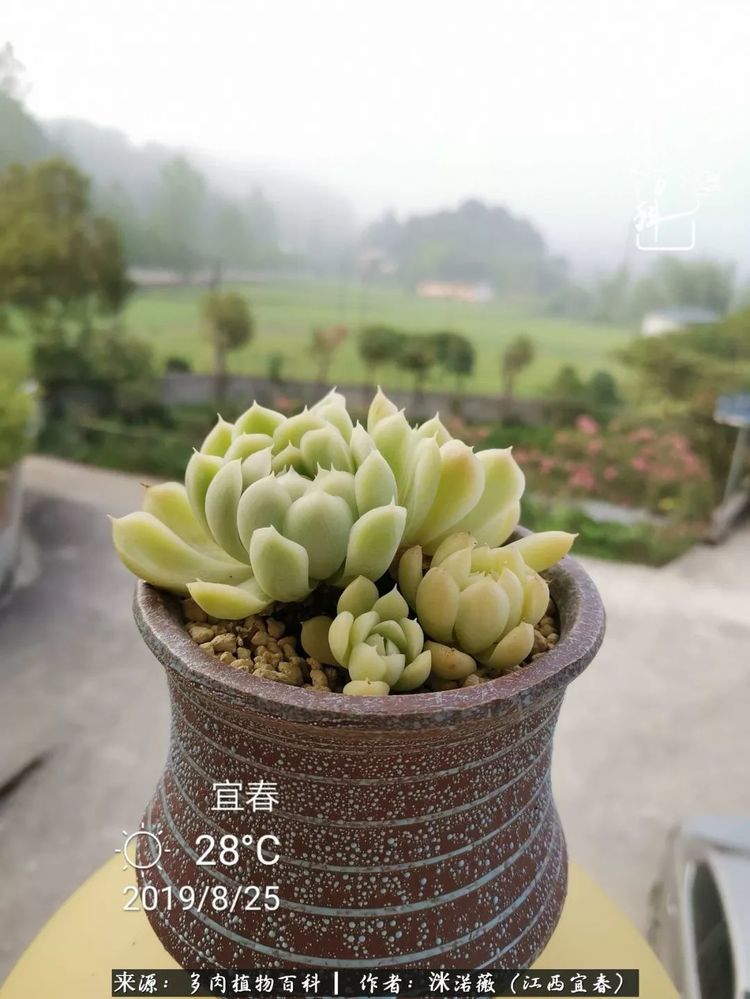 [多肉植物百科]夏季已过，秋日说说渡劫后的那些肉坚强们！