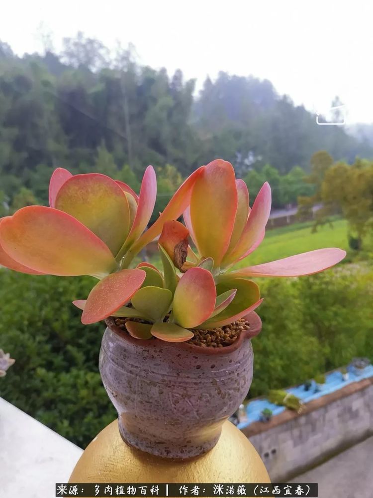 [多肉植物百科]夏季已过，秋日说说渡劫后的那些肉坚强们！