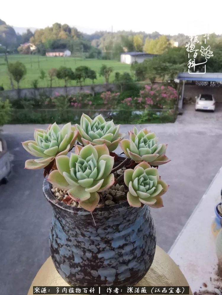 [多肉植物百科]夏季已过，秋日说说渡劫后的那些肉坚强们！