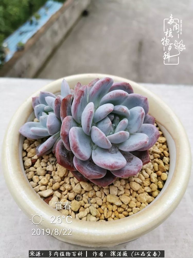 [多肉植物百科]夏季已过，秋日说说渡劫后的那些肉坚强们！