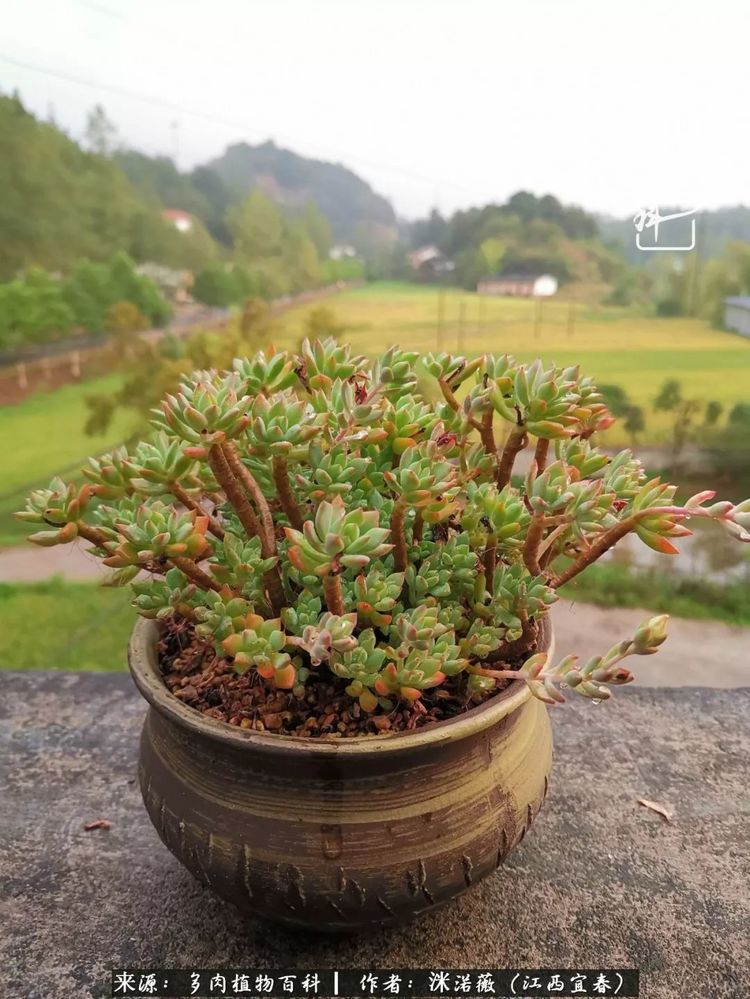 [多肉植物百科]夏季已过，秋日说说渡劫后的那些肉坚强们！