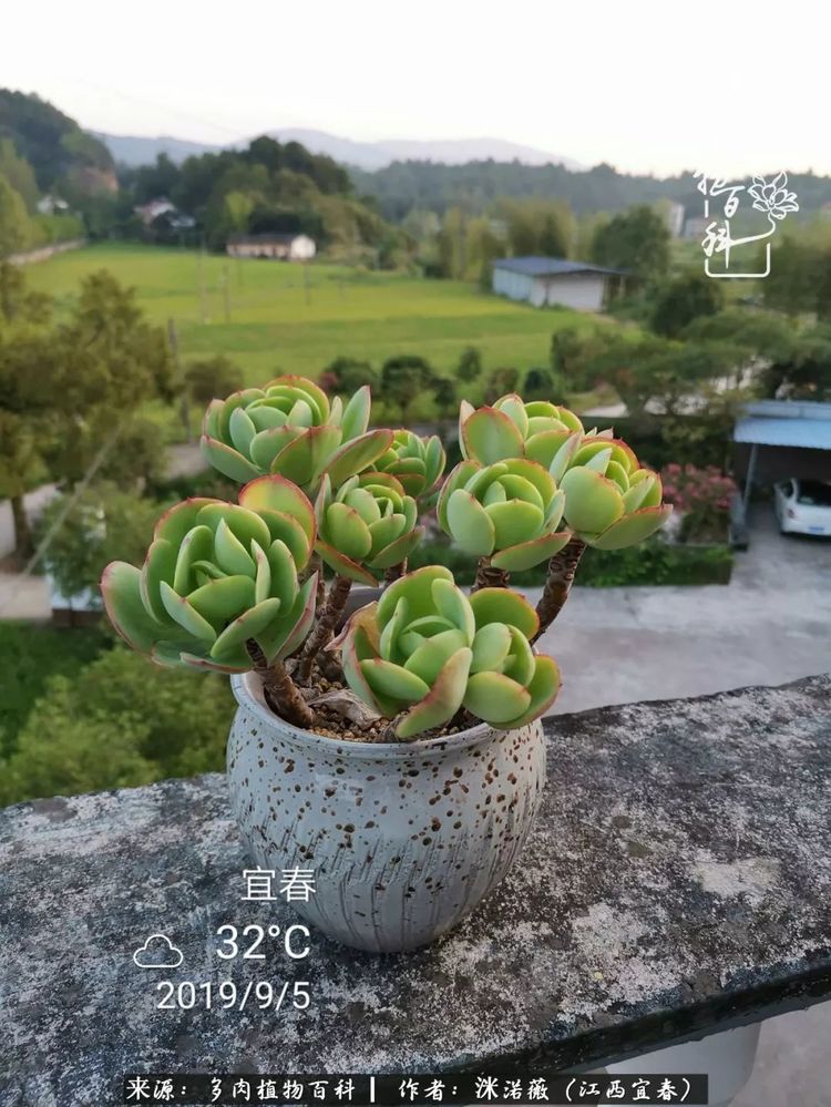 [多肉植物百科]夏季已过，秋日说说渡劫后的那些肉坚强们！