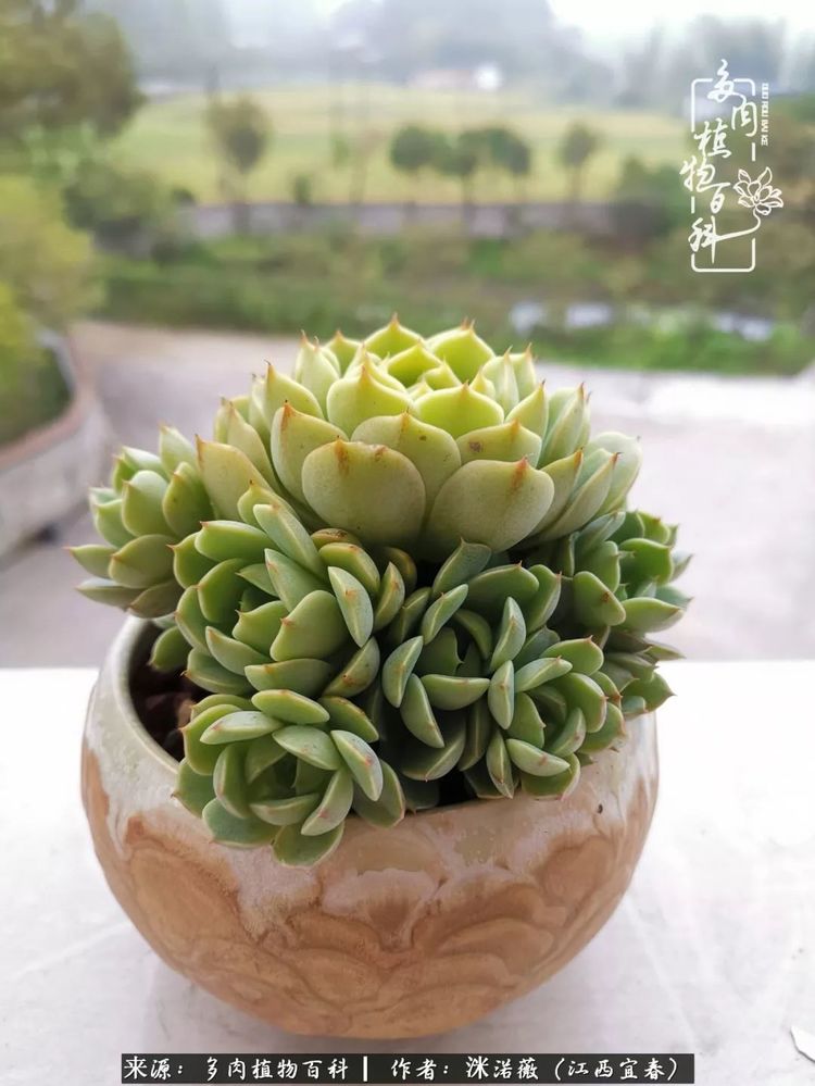 [多肉植物百科]夏季已过，秋日说说渡劫后的那些肉坚强们！