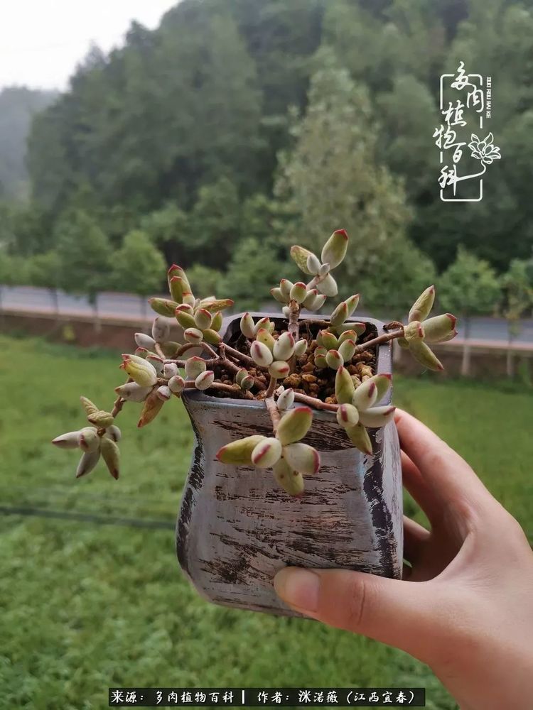 [多肉植物百科]夏季已过，秋日说说渡劫后的那些肉坚强们！