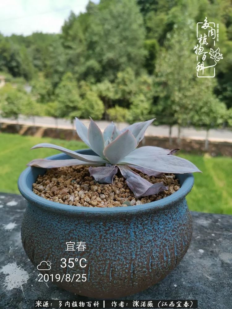 [多肉植物百科]夏季已过，秋日说说渡劫后的那些肉坚强们！