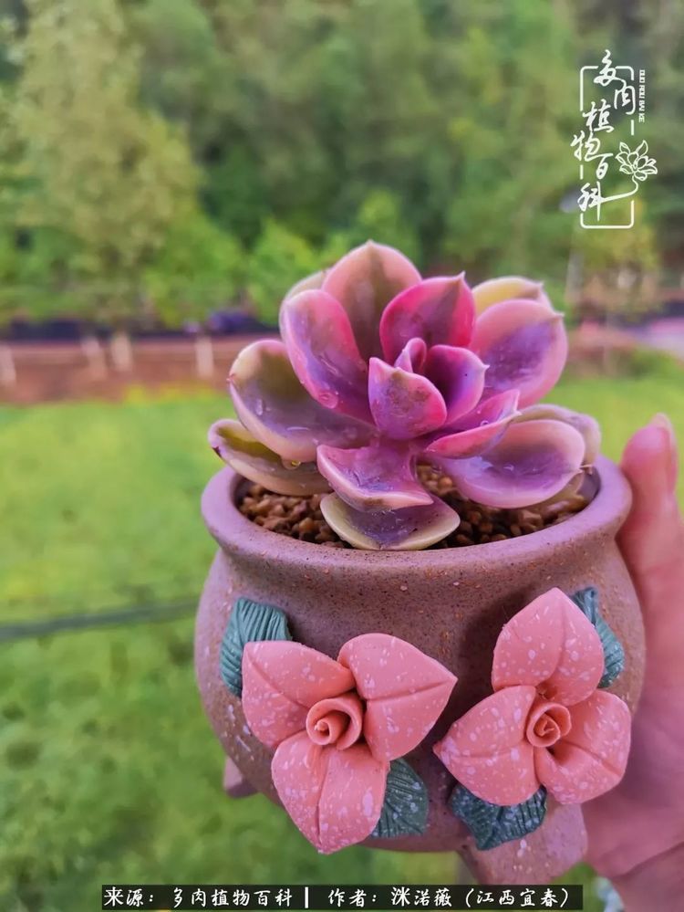 [多肉植物百科]夏季已过，秋日说说渡劫后的那些肉坚强们！