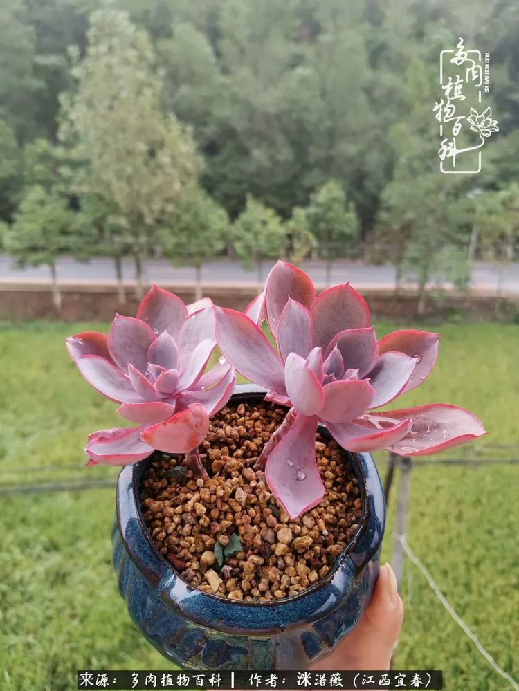 [多肉植物百科]夏季已过，秋日说说渡劫后的那些肉坚强们！