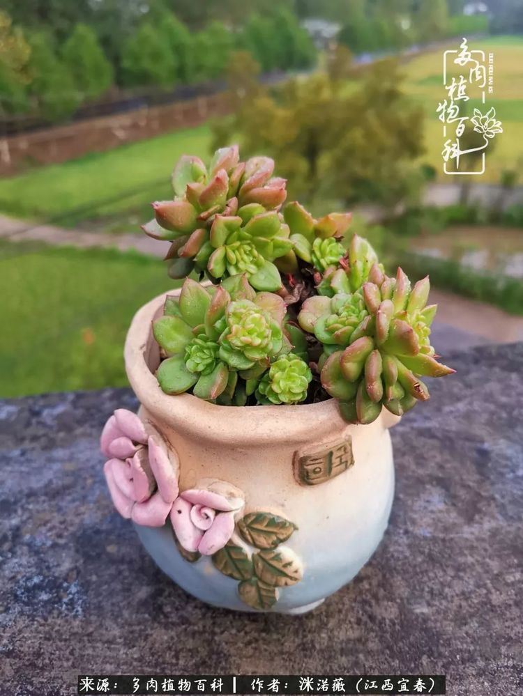 [多肉植物百科]夏季已过，秋日说说渡劫后的那些肉坚强们！