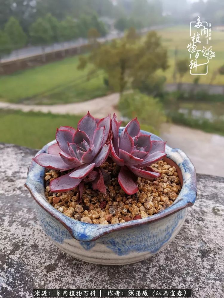 [多肉植物百科]夏季已过，秋日说说渡劫后的那些肉坚强们！