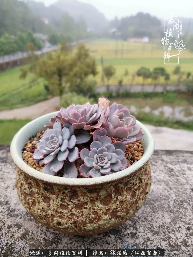 [多肉植物百科]夏季已过，秋日说说渡劫后的那些肉坚强们！