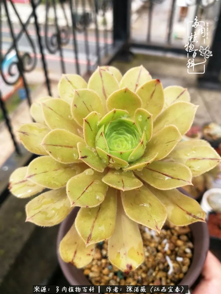 [多肉植物百科]夏季已过，秋日说说渡劫后的那些肉坚强们！