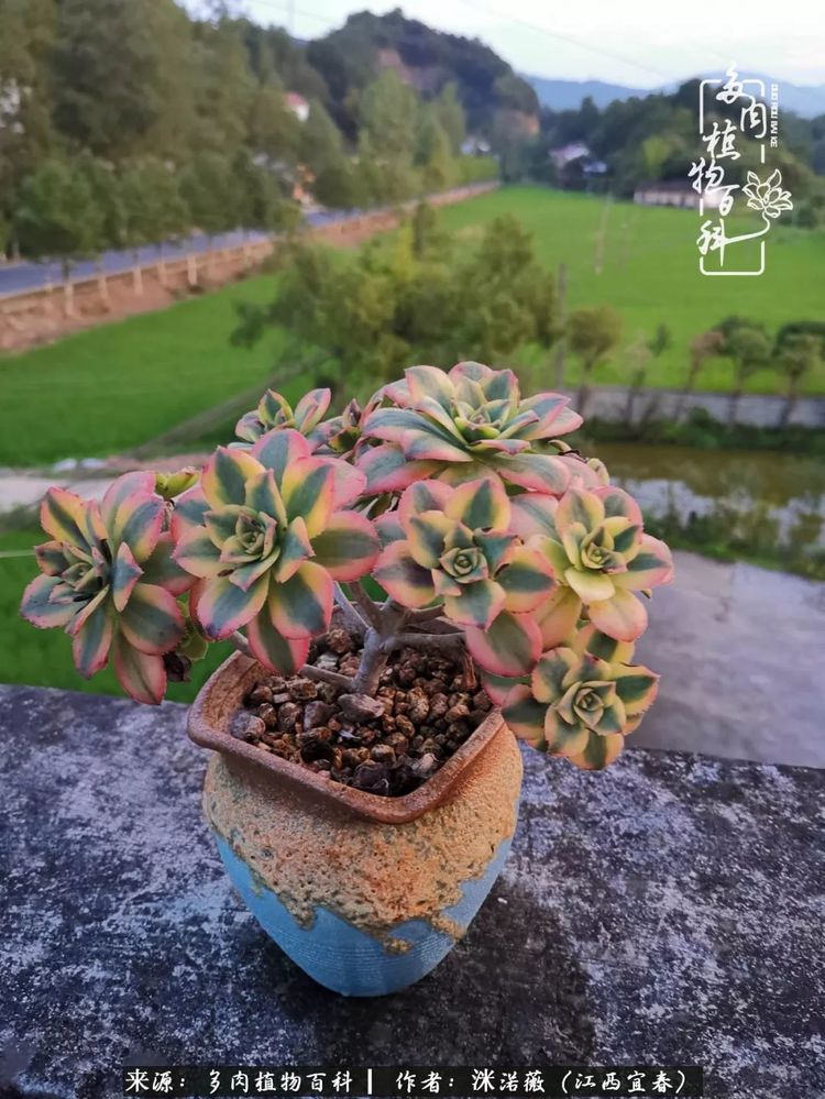 [多肉植物百科]夏季已过，秋日说说渡劫后的那些肉坚强们！