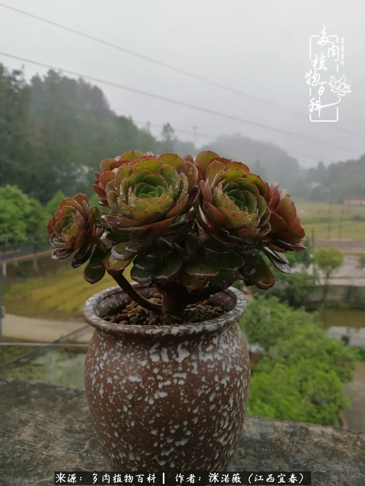 [多肉植物百科]夏季已过，秋日说说渡劫后的那些肉坚强们！