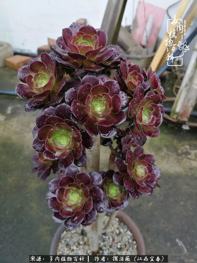 [多肉植物百科]夏季已过，秋日说说渡劫后的那些肉坚强们！