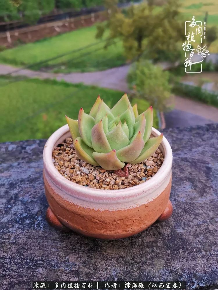 [多肉植物百科]夏季已过，秋日说说渡劫后的那些肉坚强们！