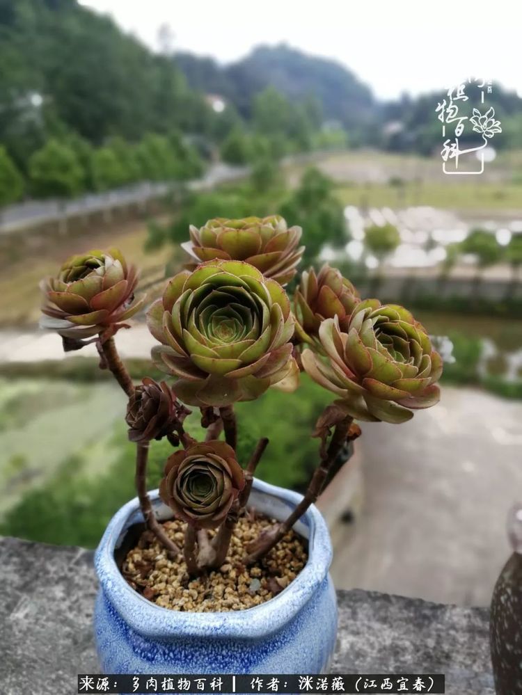 [多肉植物百科]夏季已过，秋日说说渡劫后的那些肉坚强们！