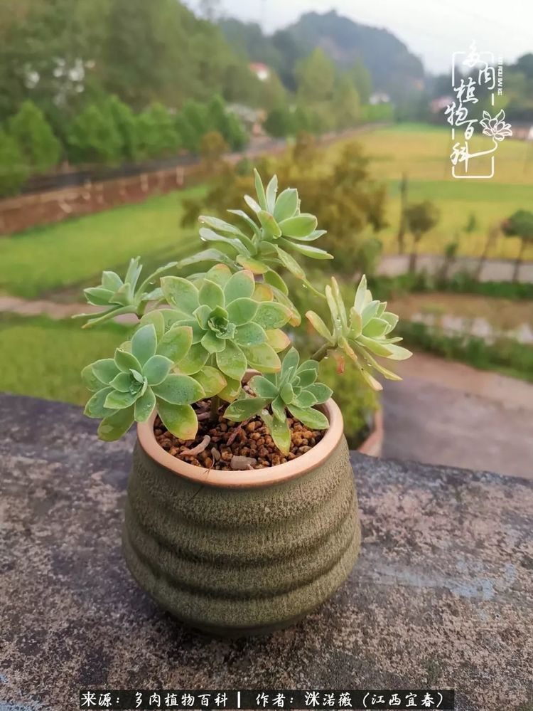 [多肉植物百科]夏季已过，秋日说说渡劫后的那些肉坚强们！
