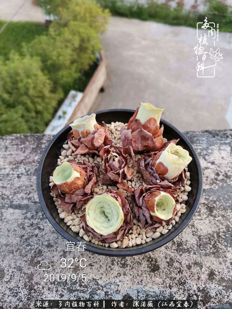 [多肉植物百科]夏季已过，秋日说说渡劫后的那些肉坚强们！
