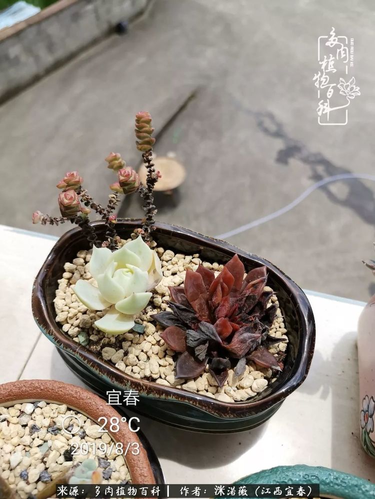 [多肉植物百科]夏季已过，秋日说说渡劫后的那些肉坚强们！