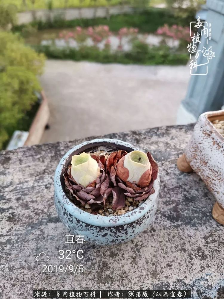 [多肉植物百科]夏季已过，秋日说说渡劫后的那些肉坚强们！