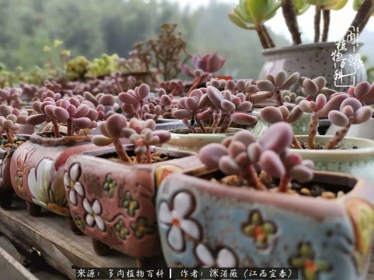 [多肉植物百科]夏季已过，秋日说说渡劫后的那些肉坚强们！