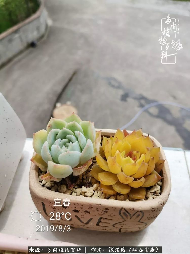 [多肉植物百科]夏季已过，秋日说说渡劫后的那些肉坚强们！