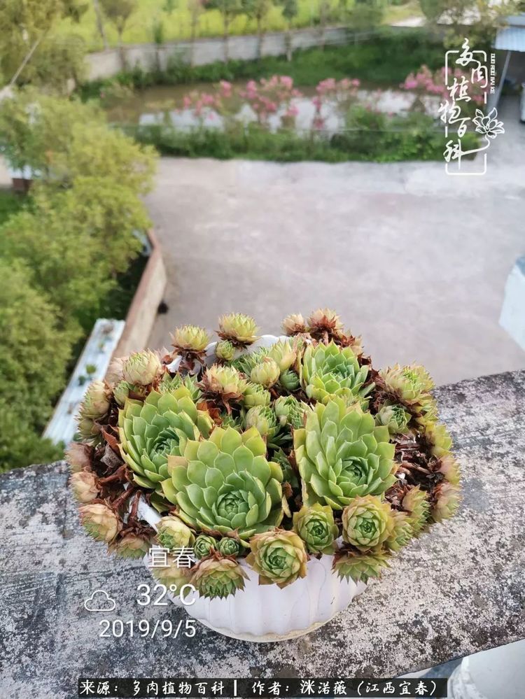 [多肉植物百科]夏季已过，秋日说说渡劫后的那些肉坚强们！