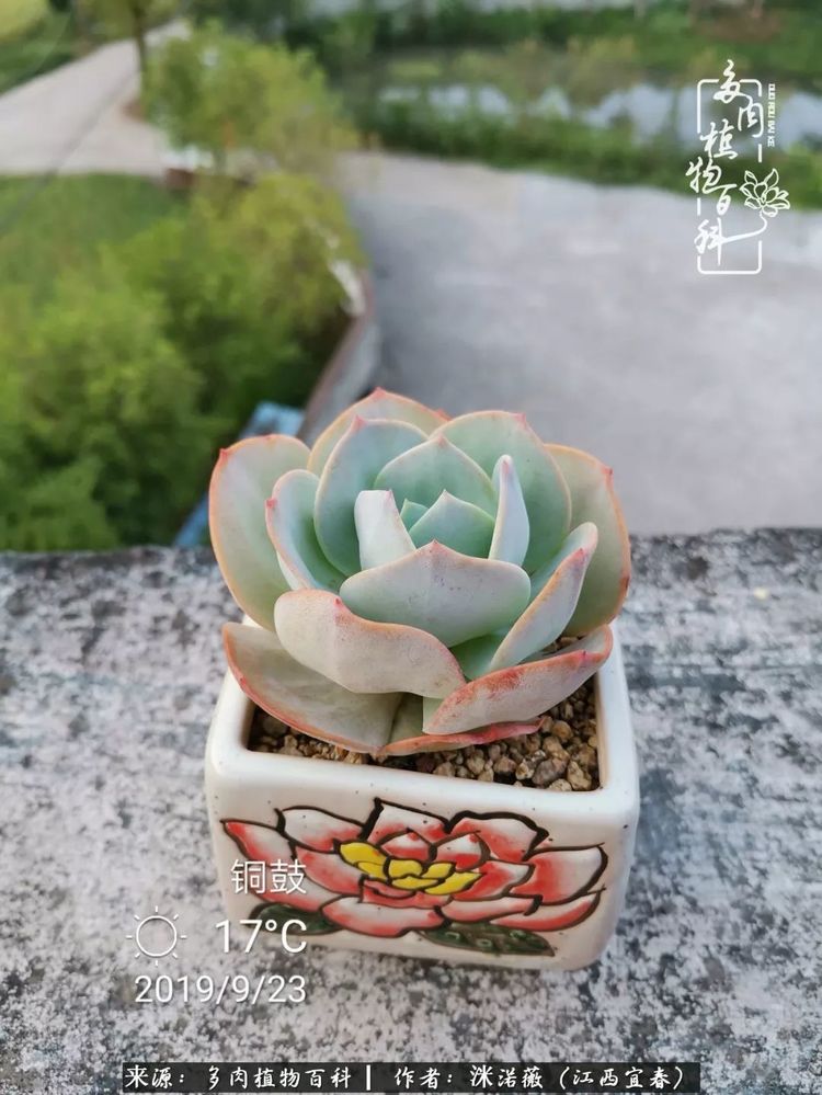 [多肉植物百科]夏季已过，秋日说说渡劫后的那些肉坚强们！