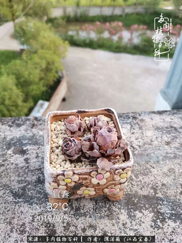 [多肉植物百科]夏季已过，秋日说说渡劫后的那些肉坚强们！