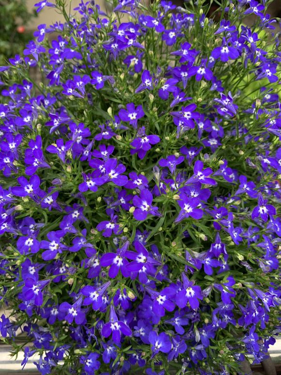 家里养盆六倍利随手放在阳台花期能开6个月开爆你家阳台