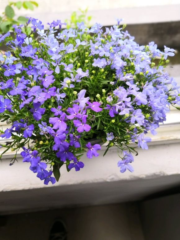 家里养盆六倍利随手放在阳台花期能开6个月开爆你家阳台