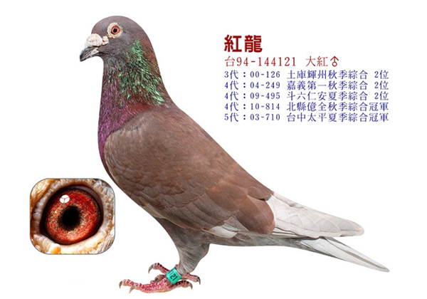 台湾名家赖铭涺的超级种鸽群欣赏