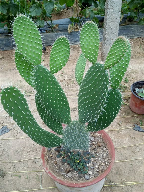 仙人掌这么养侧芽冒不停叶片肥厚俩月就爆盆