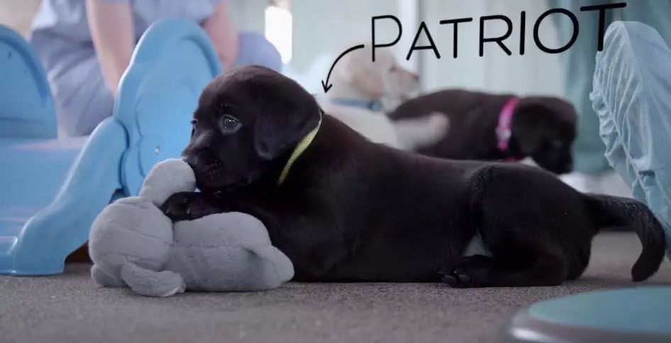 「英国报姐」导盲犬诞生记：一只小奶狗如何从“千军万狗”中脱颖而出？