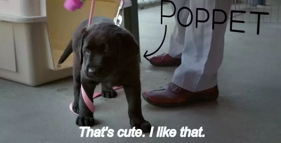 「英国报姐」导盲犬诞生记：一只小奶狗如何从“千军万狗”中脱颖而出？