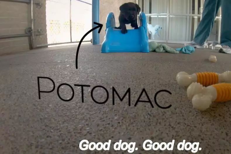 「英国报姐」导盲犬诞生记：一只小奶狗如何从“千军万狗”中脱颖而出？