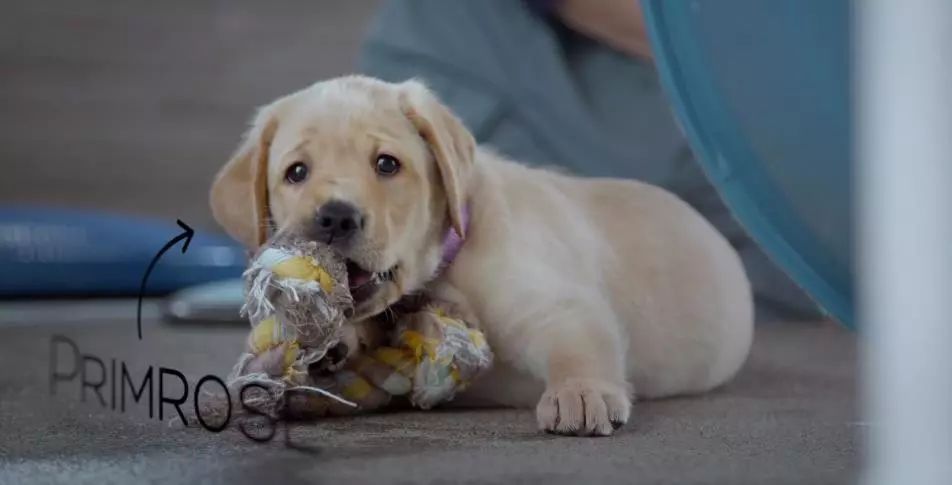 「英国报姐」导盲犬诞生记：一只小奶狗如何从“千军万狗”中脱颖而出？