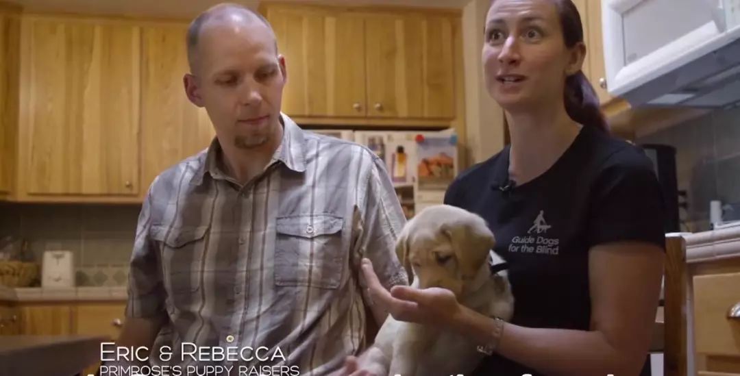 「英国报姐」导盲犬诞生记：一只小奶狗如何从“千军万狗”中脱颖而出？