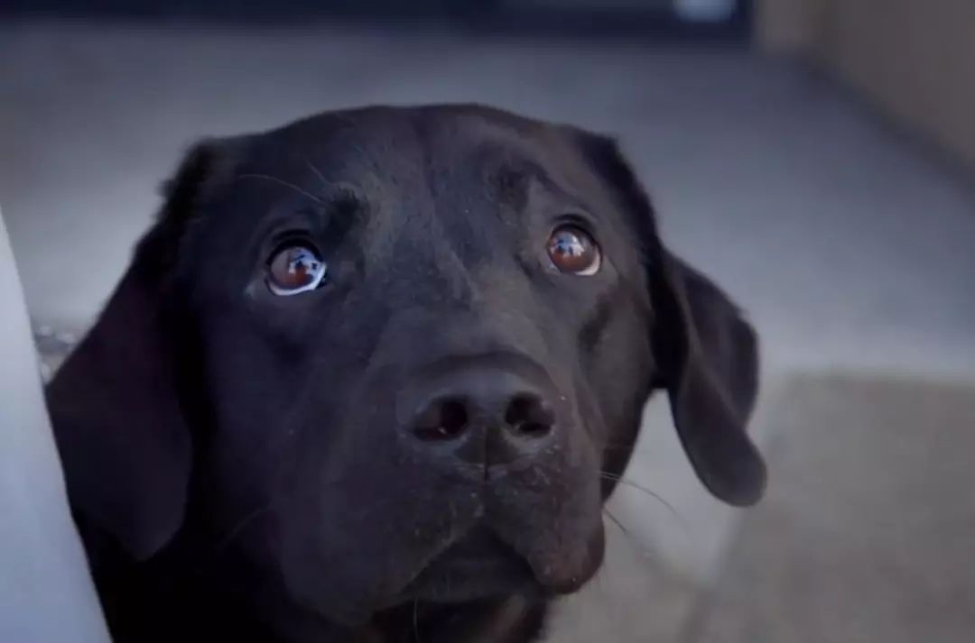 「英国报姐」导盲犬诞生记：一只小奶狗如何从“千军万狗”中脱颖而出？