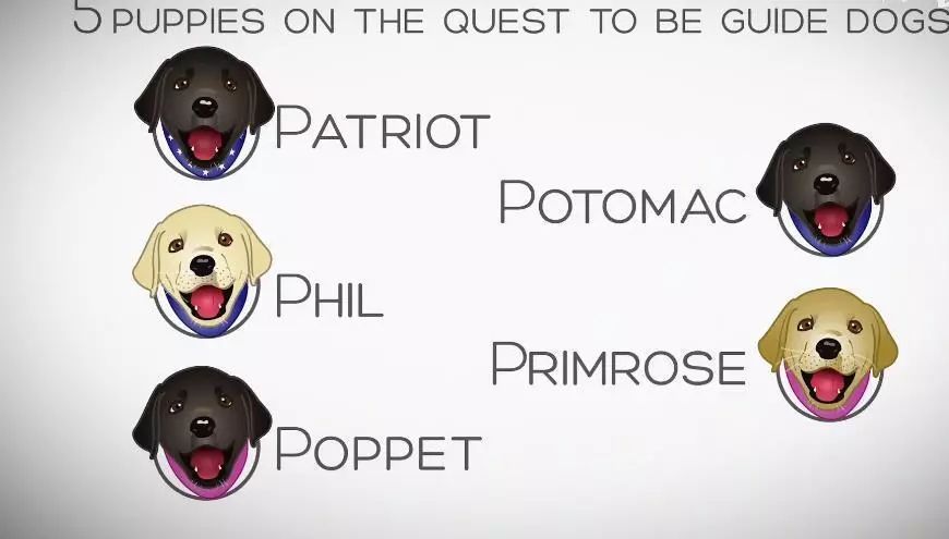 「英国报姐」导盲犬诞生记：一只小奶狗如何从“千军万狗”中脱颖而出？
