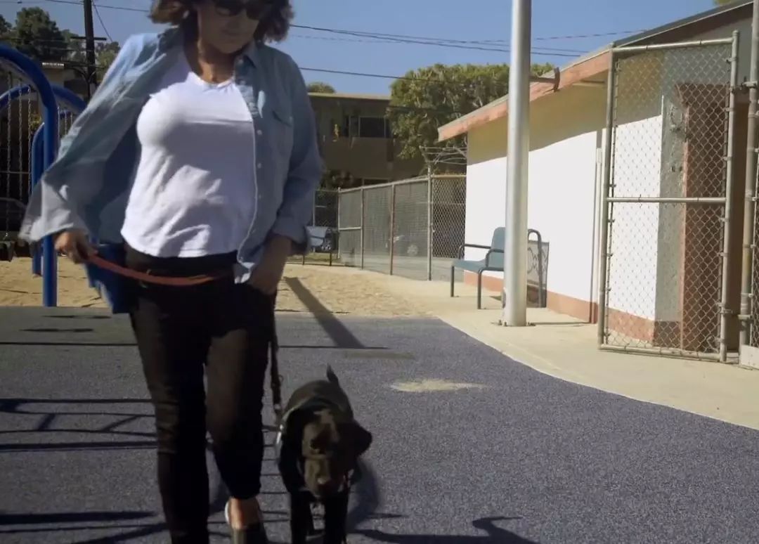 「英国报姐」导盲犬诞生记：一只小奶狗如何从“千军万狗”中脱颖而出？