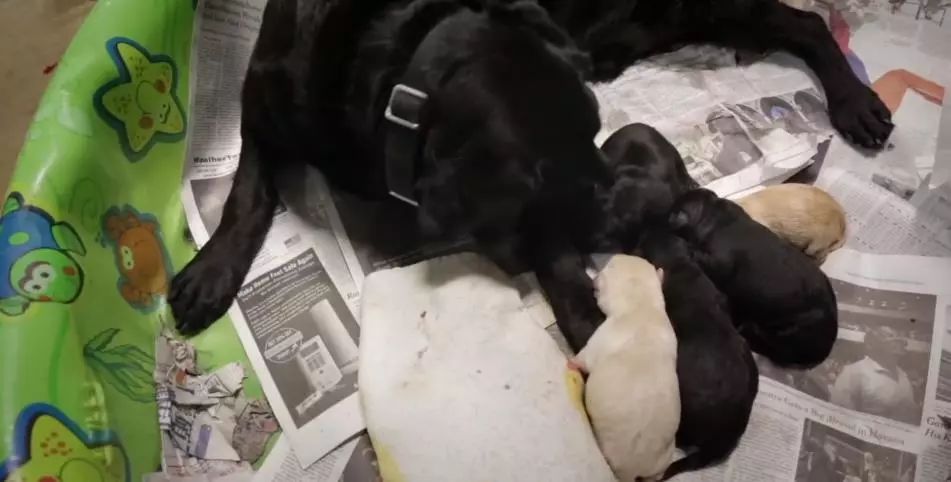 「英国报姐」导盲犬诞生记：一只小奶狗如何从“千军万狗”中脱颖而出？