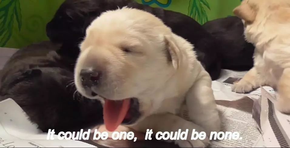 「英国报姐」导盲犬诞生记：一只小奶狗如何从“千军万狗”中脱颖而出？