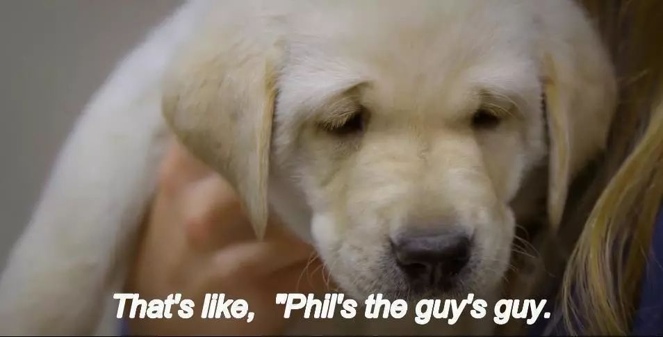 「英国报姐」导盲犬诞生记：一只小奶狗如何从“千军万狗”中脱颖而出？