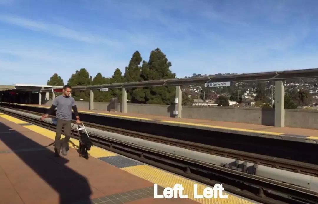 「英国报姐」导盲犬诞生记：一只小奶狗如何从“千军万狗”中脱颖而出？