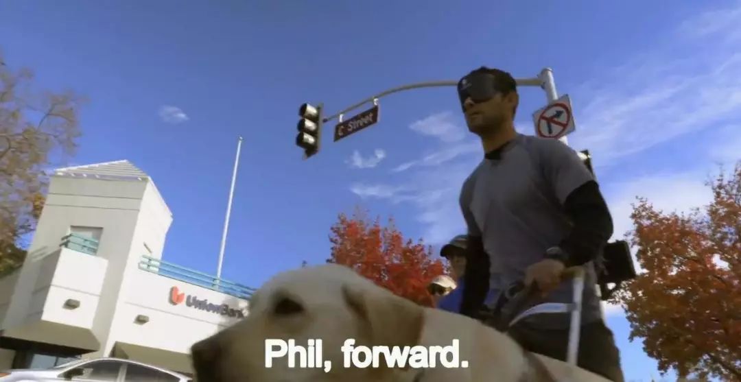 「英国报姐」导盲犬诞生记：一只小奶狗如何从“千军万狗”中脱颖而出？