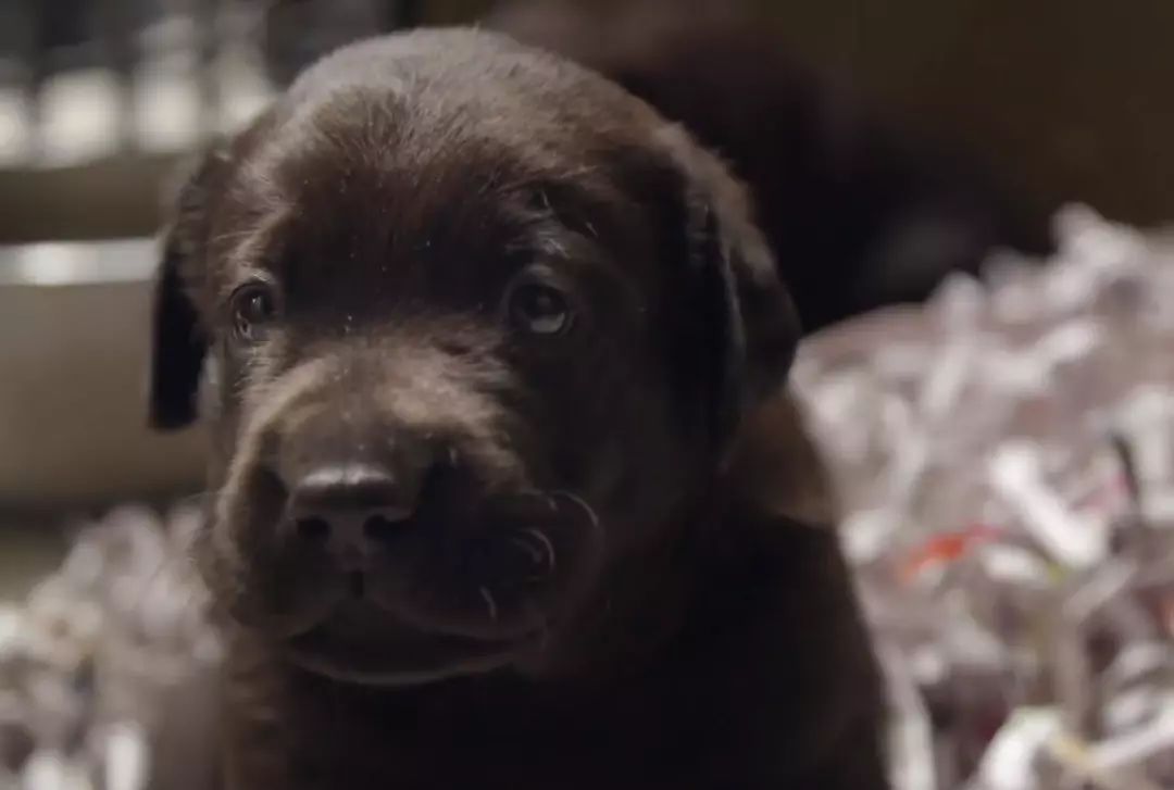 「英国报姐」导盲犬诞生记：一只小奶狗如何从“千军万狗”中脱颖而出？