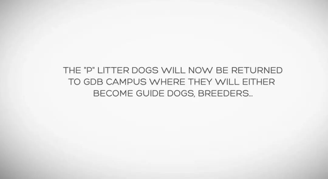 「英国报姐」导盲犬诞生记：一只小奶狗如何从“千军万狗”中脱颖而出？