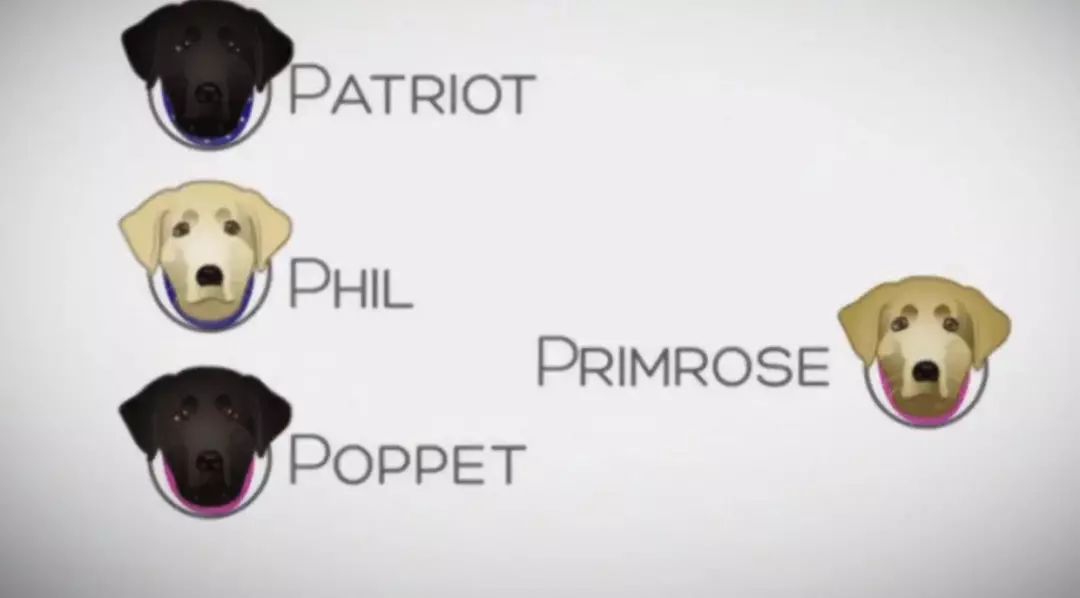 「英国报姐」导盲犬诞生记：一只小奶狗如何从“千军万狗”中脱颖而出？